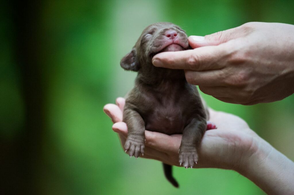 Full chocolate pitbull puppy
