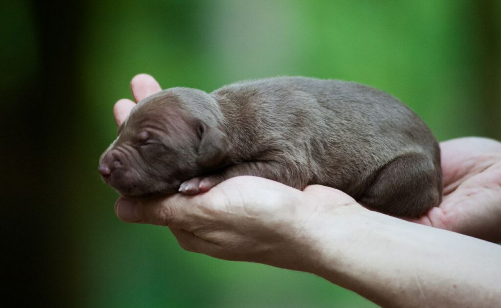 Full chocolate pitbull puppy