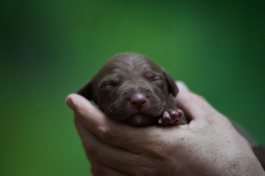 Full chocolate pitbull puppy
