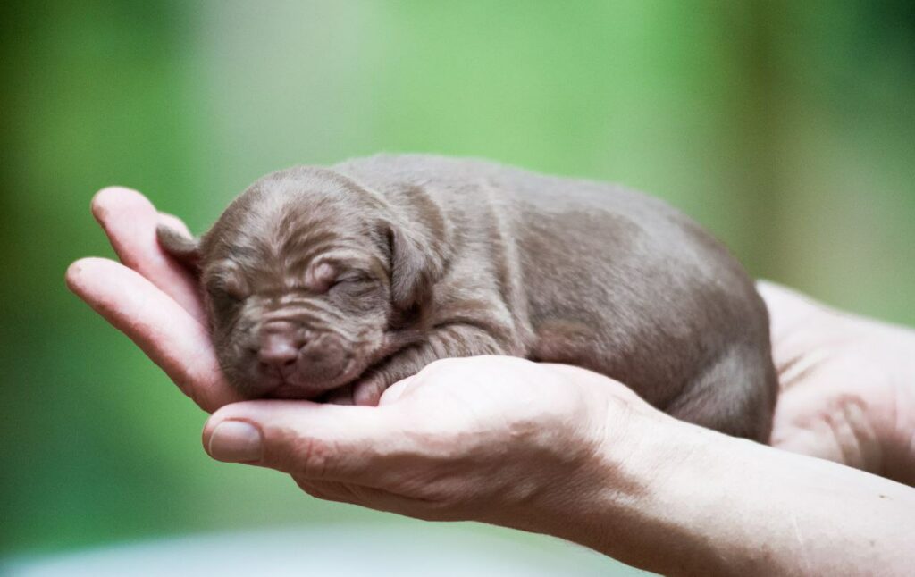 Best pitbull kennel Europe