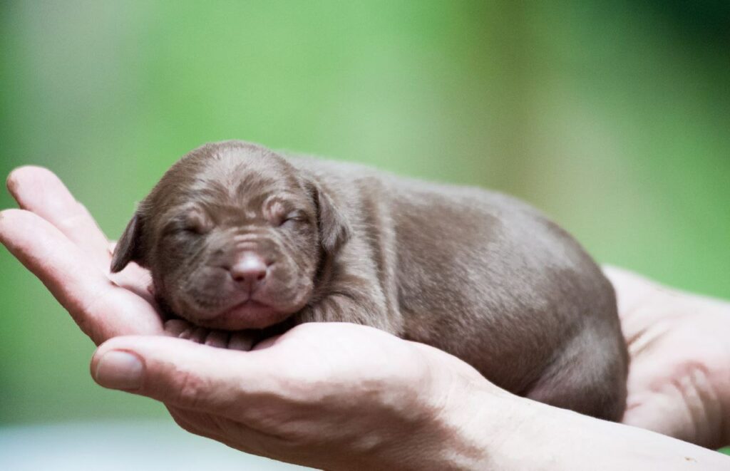 Best pitbull kennel Europe