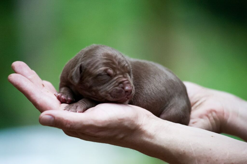 Pitbull puppy for sale near me