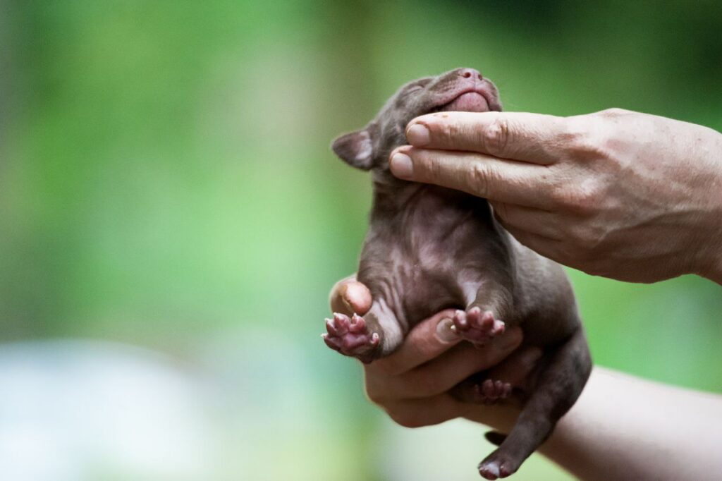 Pitbull puppy for sale near me