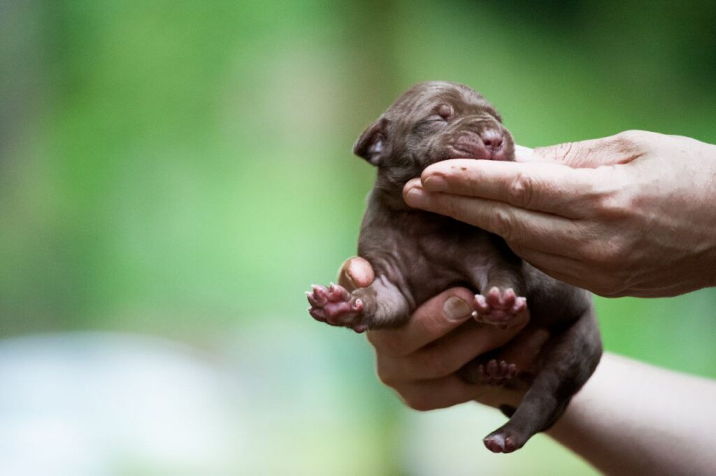 Pitbull puppy for sale near me