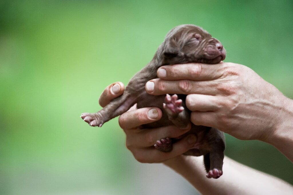 Pitbull puppy for sale near me