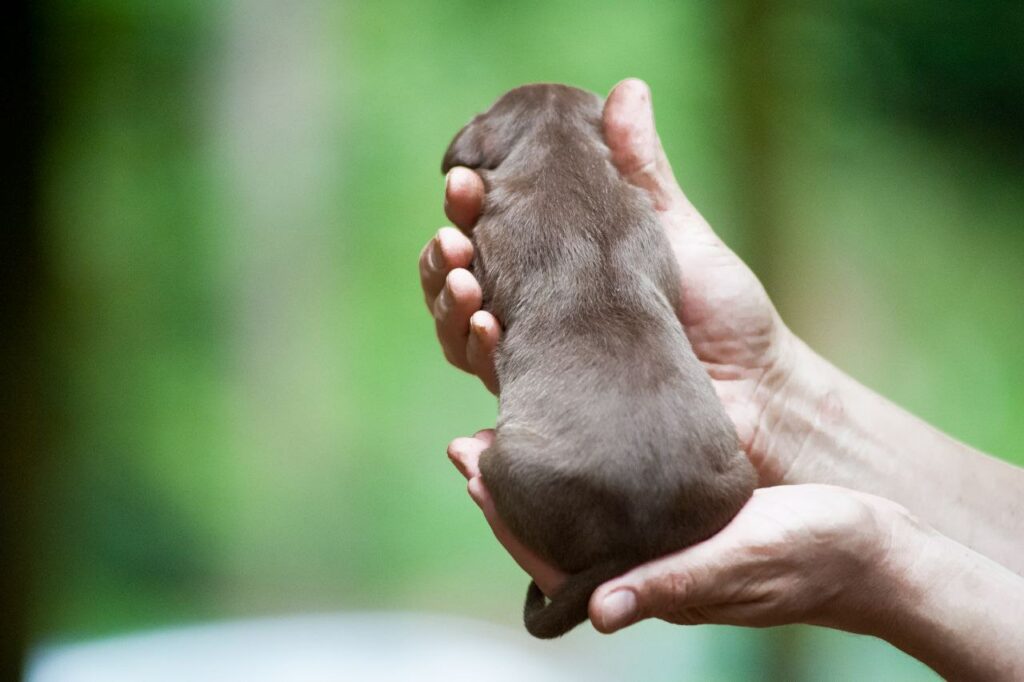 Pitbull puppy for sale near me