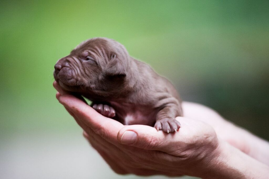 Dark chocolate pitbull terrier