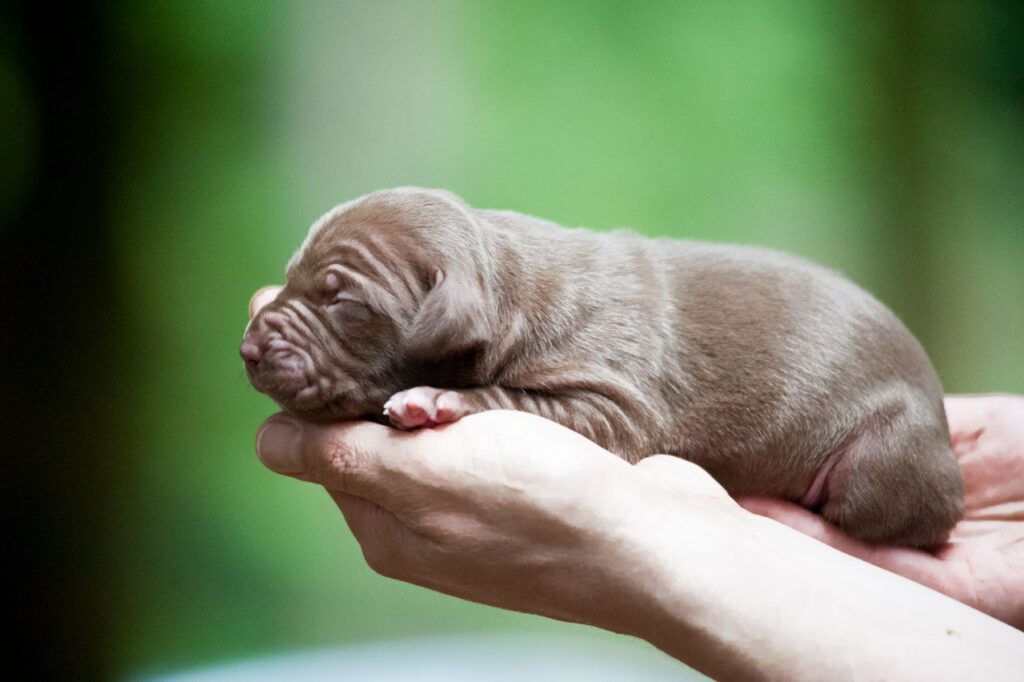 Dognik Bulls pitbull kennel