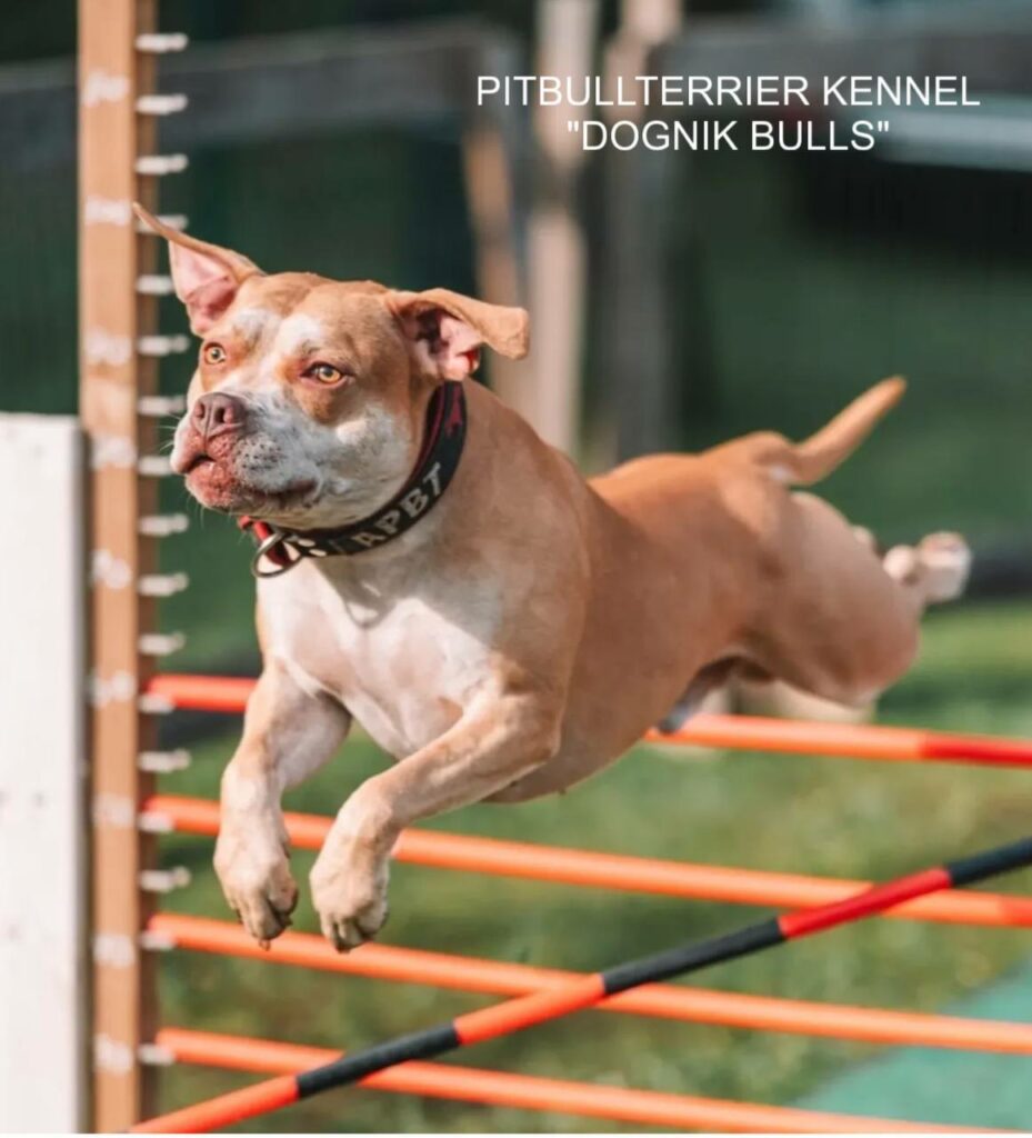 Pitbull puppies for sale