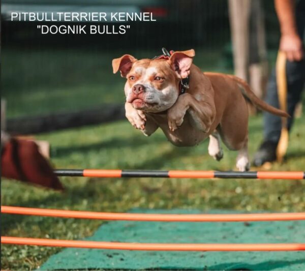 Pitbull puppies for sale