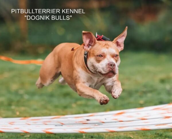 Pitbull puppies for sale