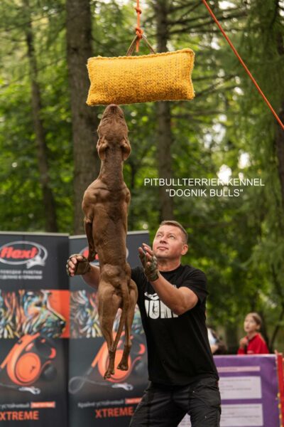 American pitbullterrier