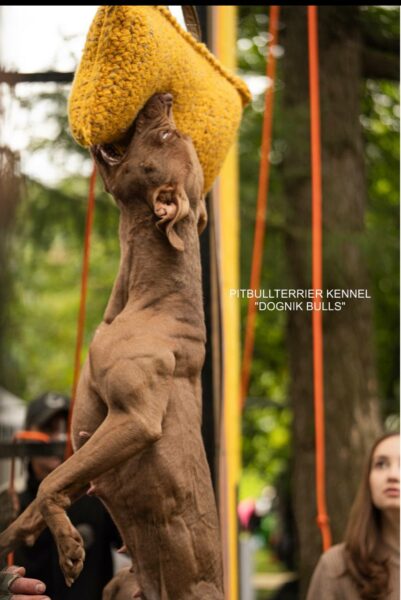 American pitbullterrier