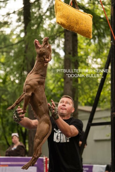 American pitbullterrier