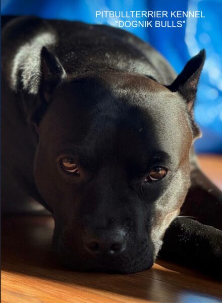 American pitbullterrier