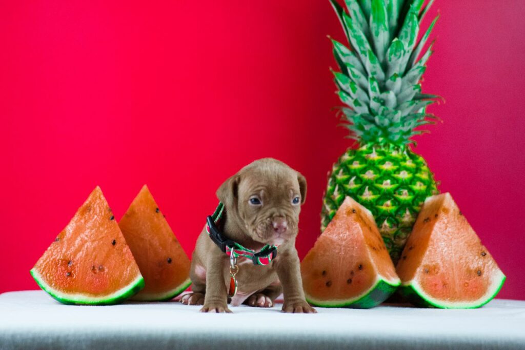 Pitbull puppy male for sale
