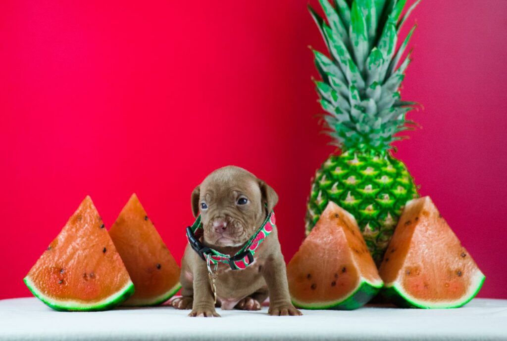 Pitbull puppy male for sale