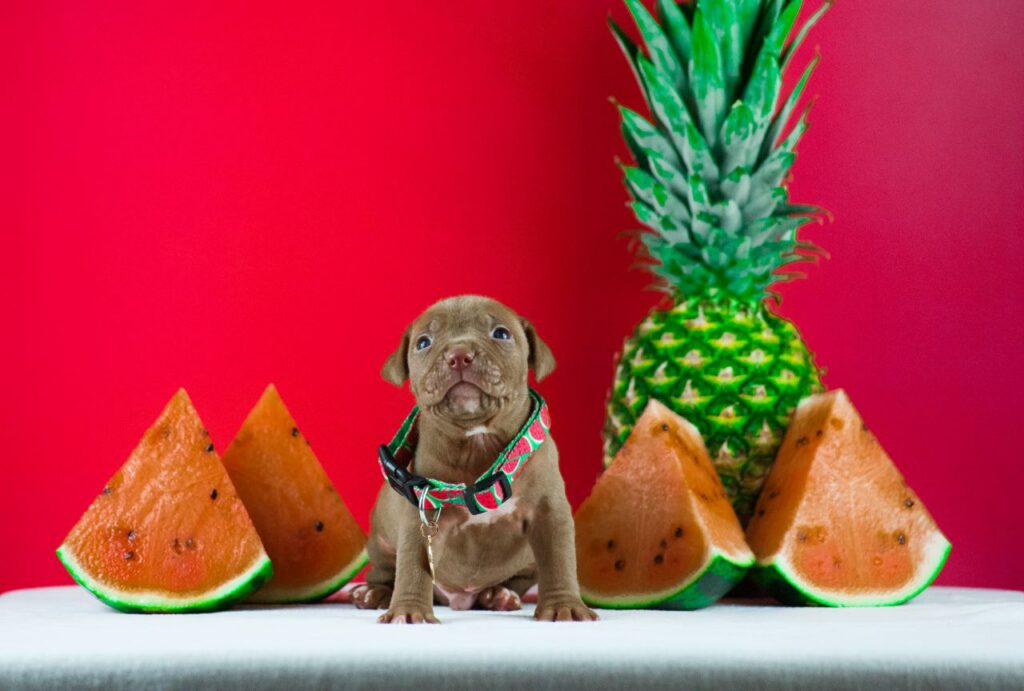 Pitbull puppy male for sale
