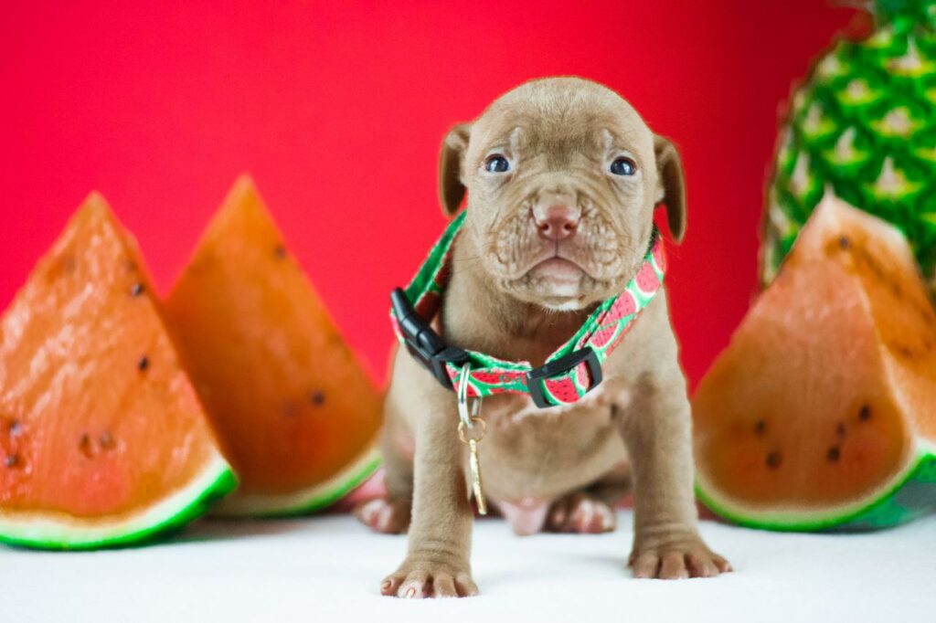 Pitbull puppy male for sale