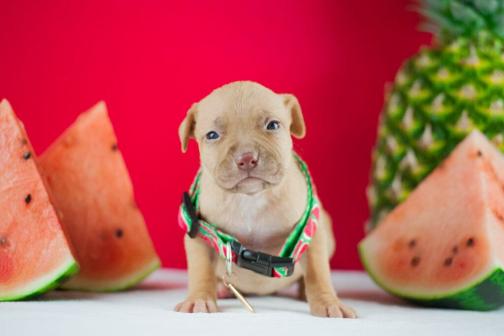 Red pitbull female for sale