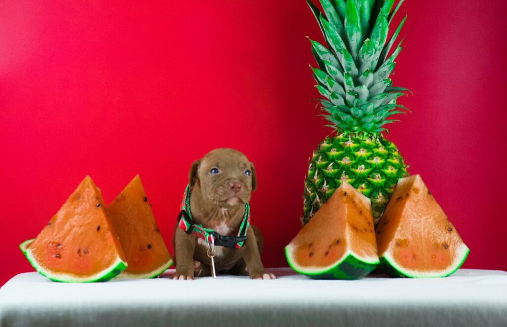 Pitbull puppy for sale