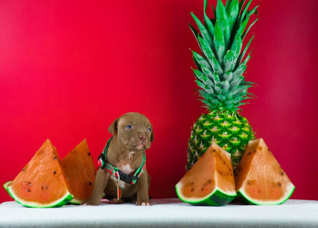 Pitbull puppy for sale