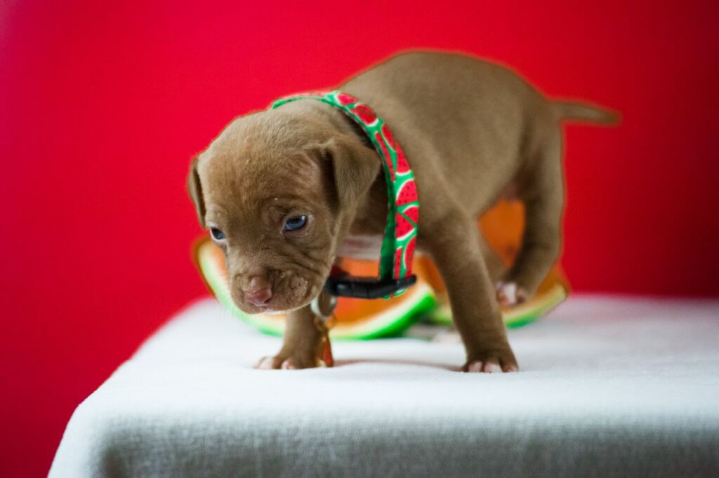 Pitbull puppy for sale