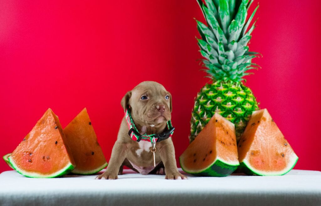pitbull kennel