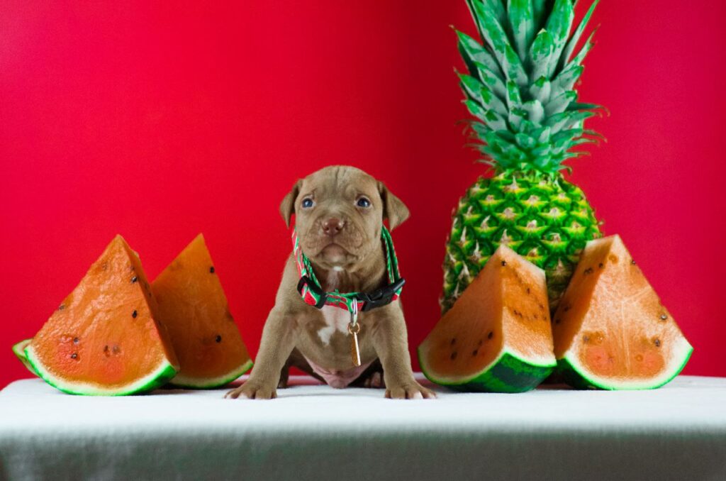 pitbull kennel