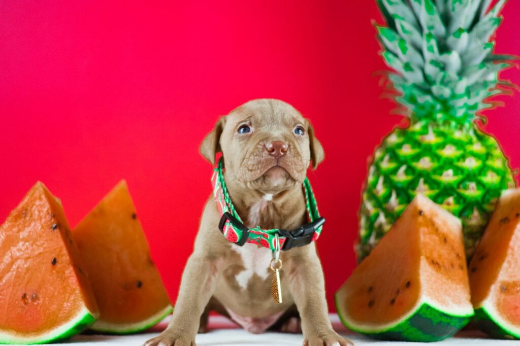pitbull kennel