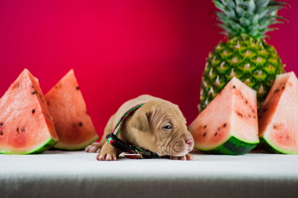 Red colour pitbullterrier