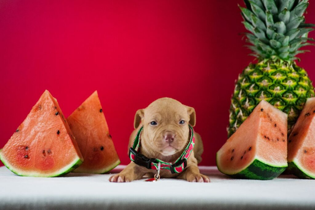 Red colour pitbullterrier