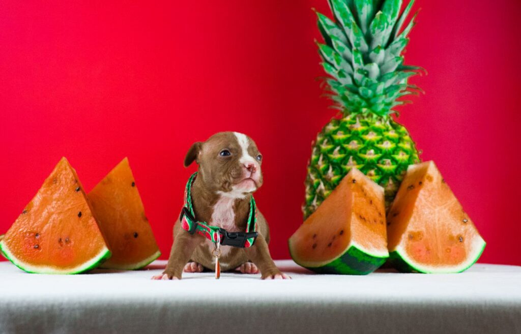 Chocolate and white pitbull