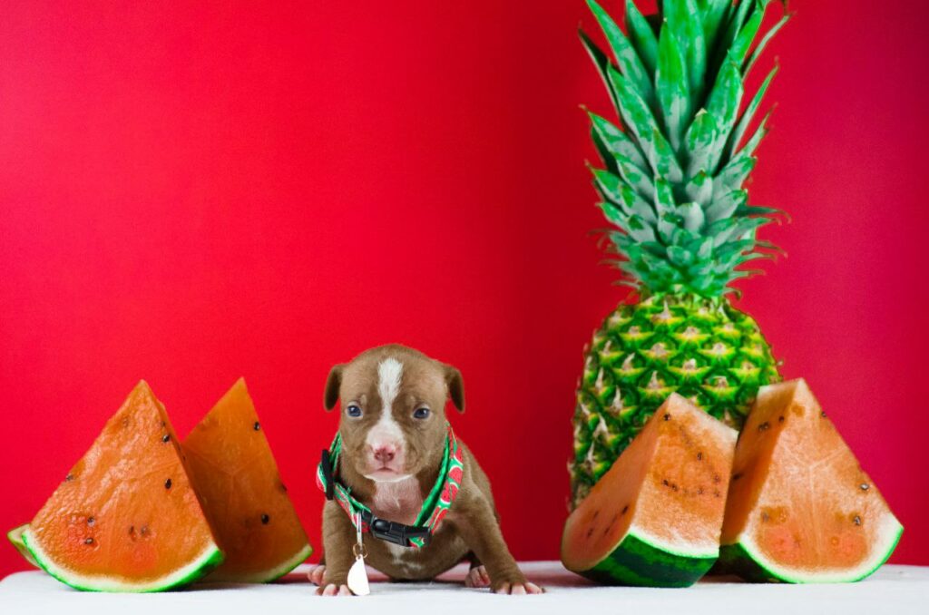 Chocolate and white pitbull