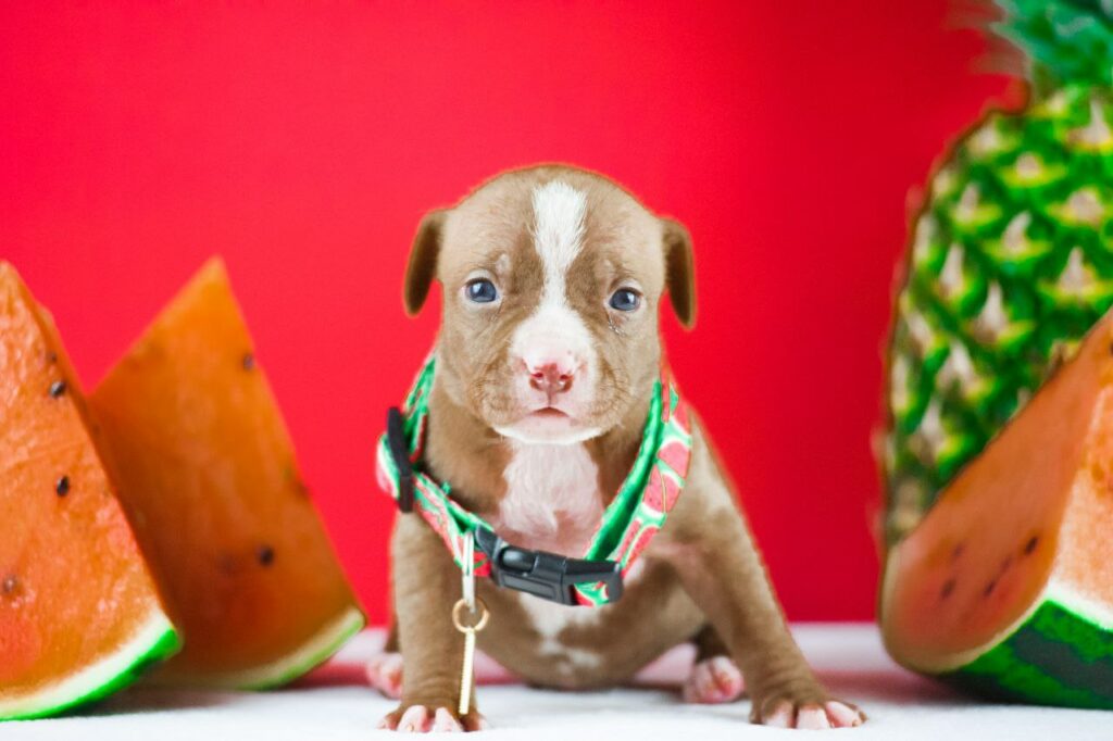 Chocolate and white pitbull