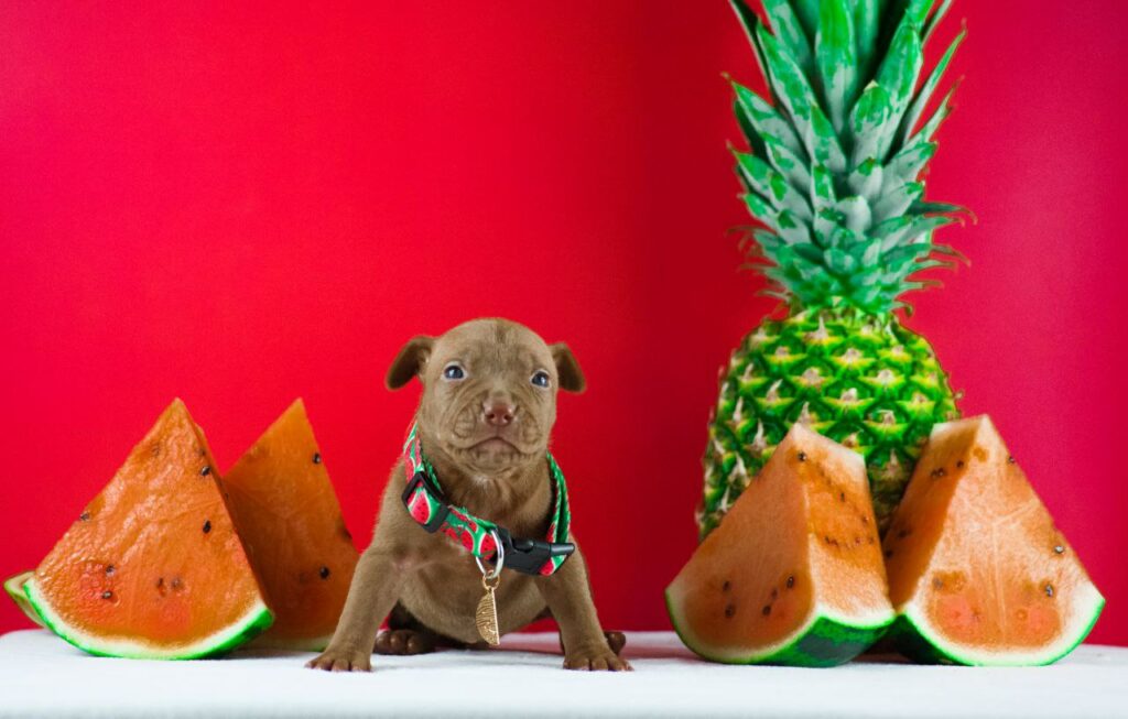 pitbullterrier kennel