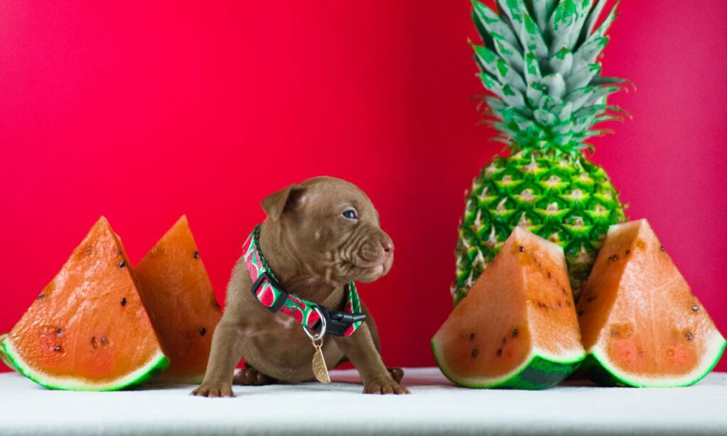 pitbullterrier kennel