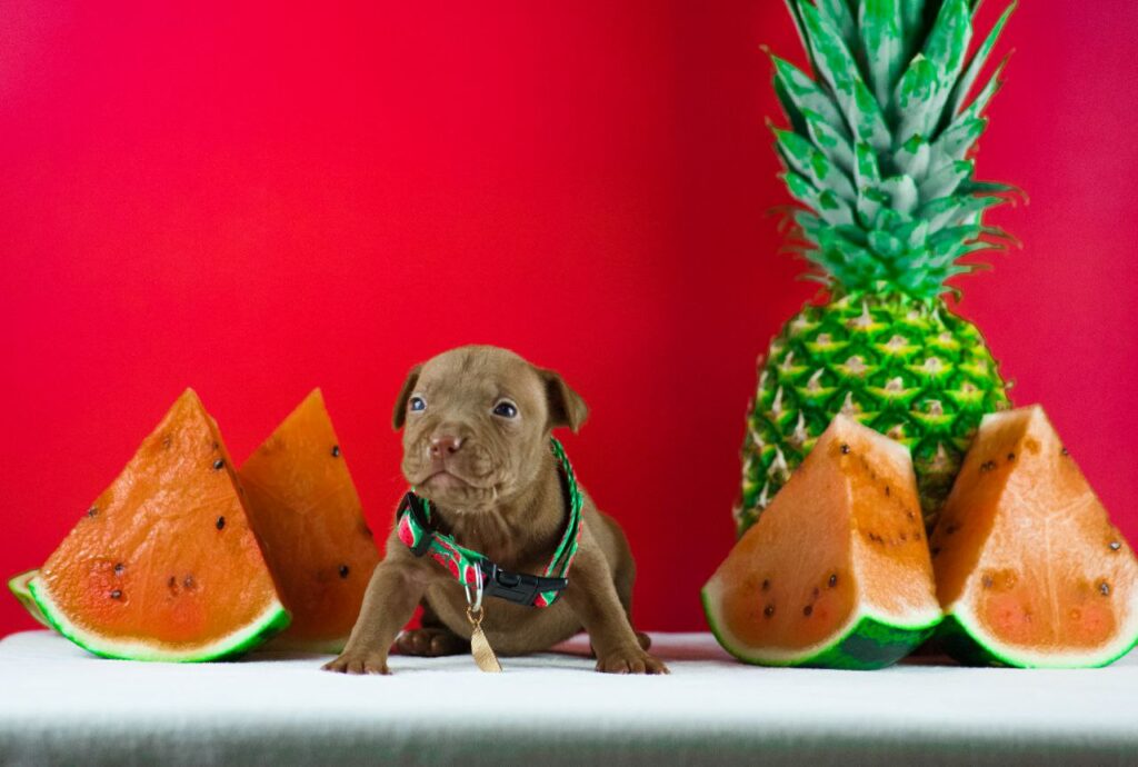 pitbullterrier kennel