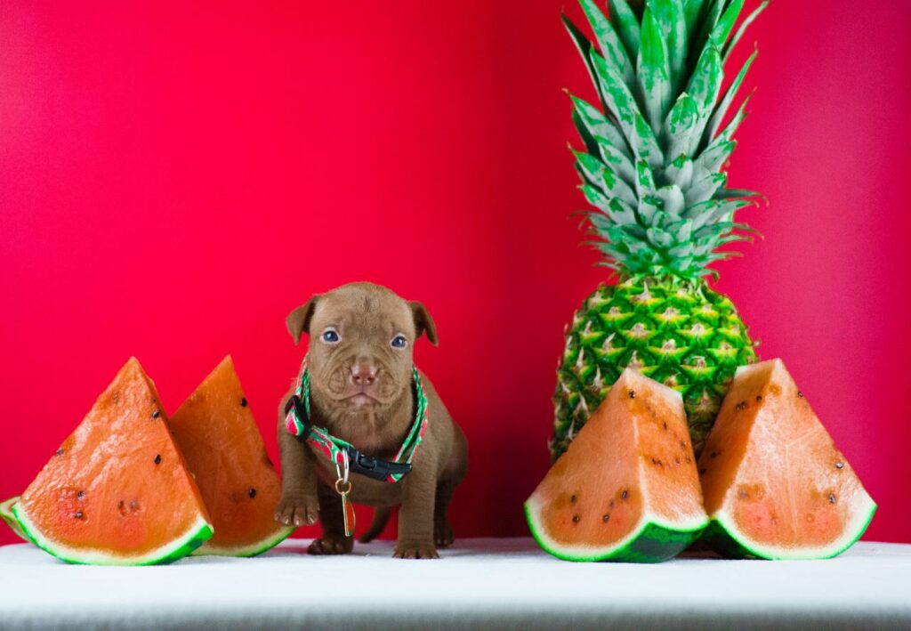 pitbullterrier kennel