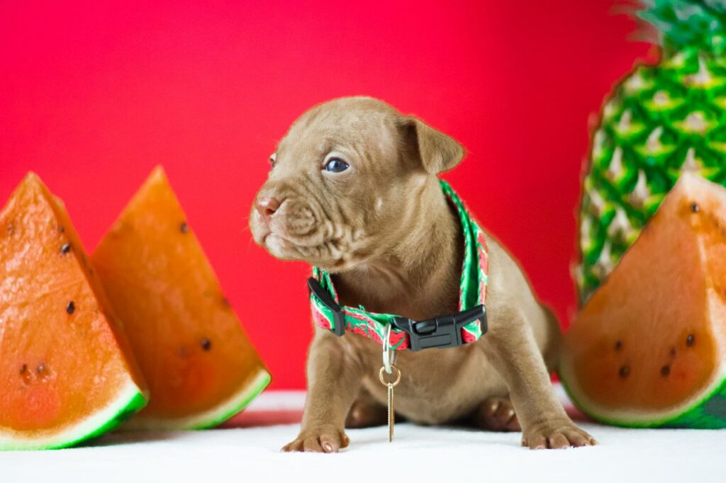 pitbullterrier kennel
