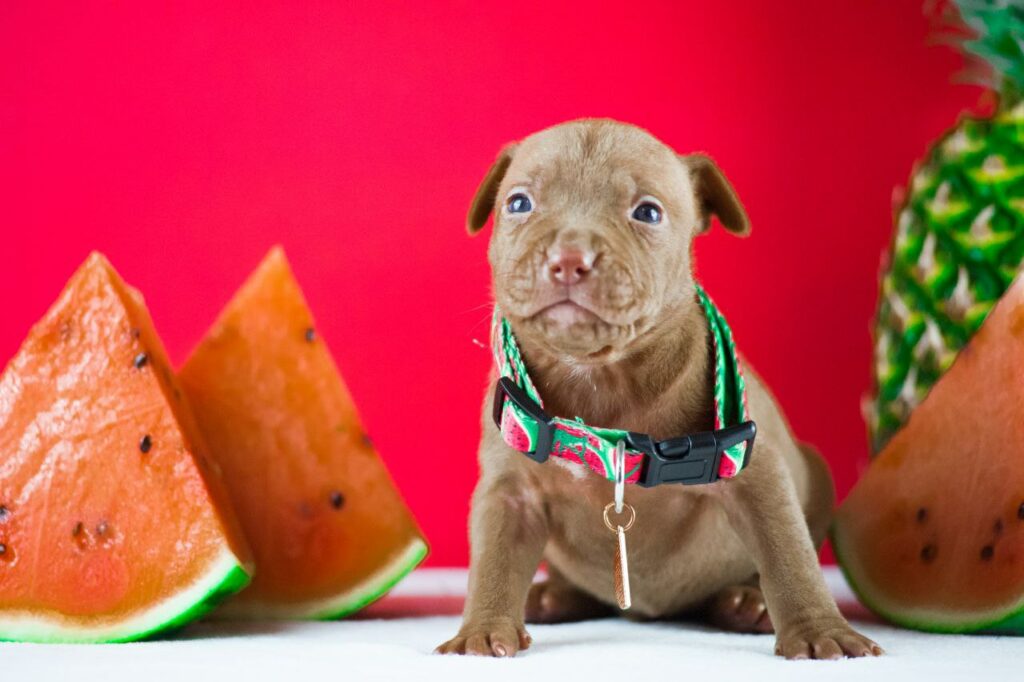 pitbullterrier kennel