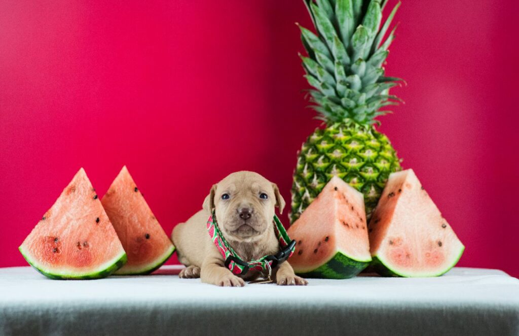 pitbullterrier kennel