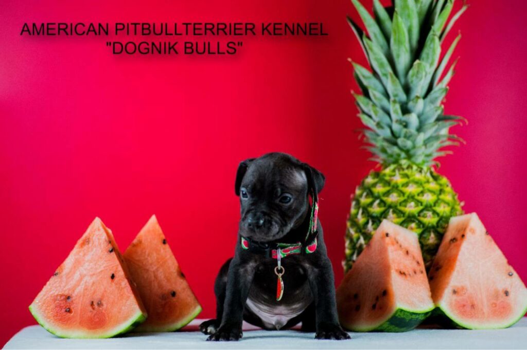 Black american pitbullterrier for sale