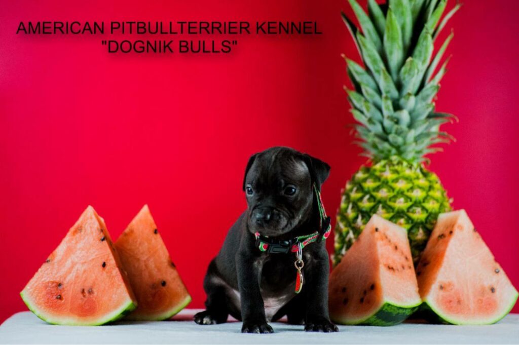 Black american pitbullterrier for sale