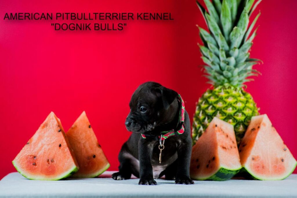 Black american pitbullterrier for sale