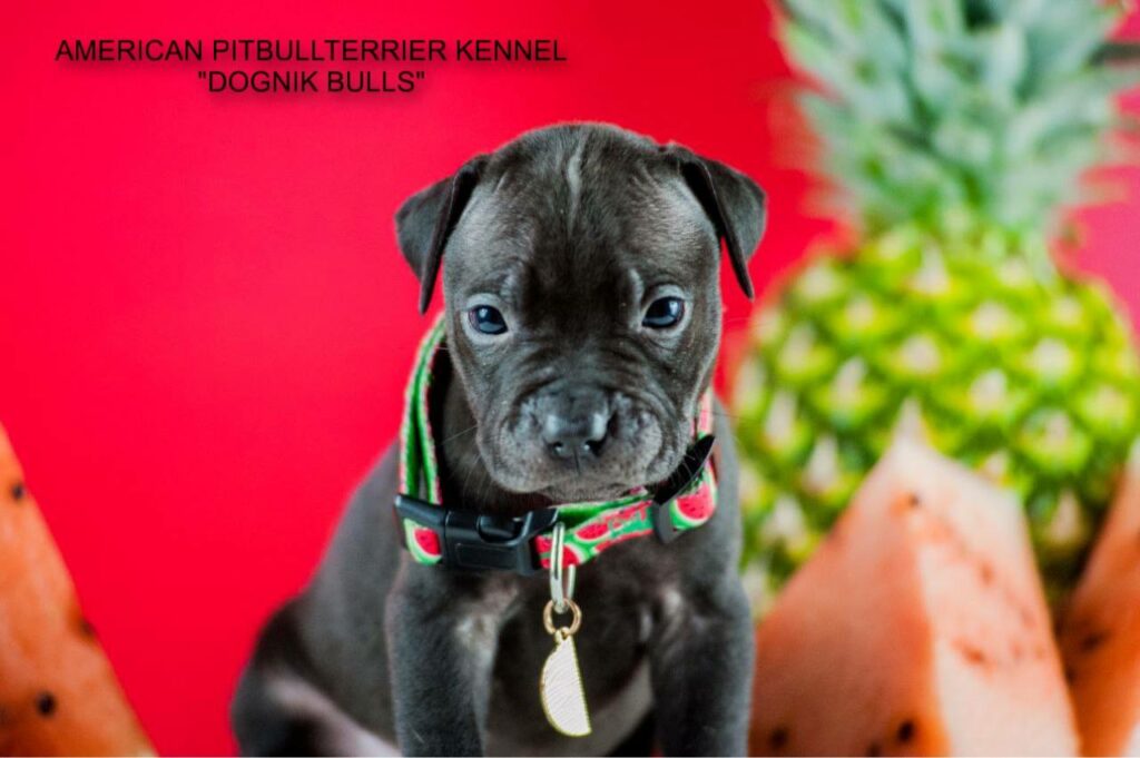 Black american pitbullterrier for sale