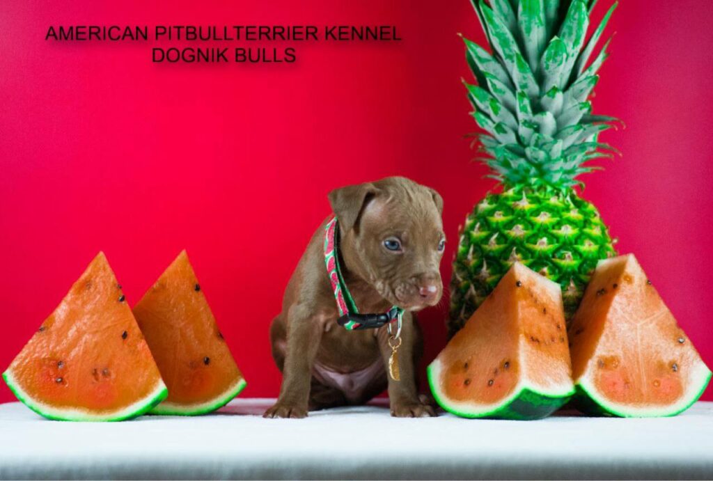 Chocolate american pitbull terrier