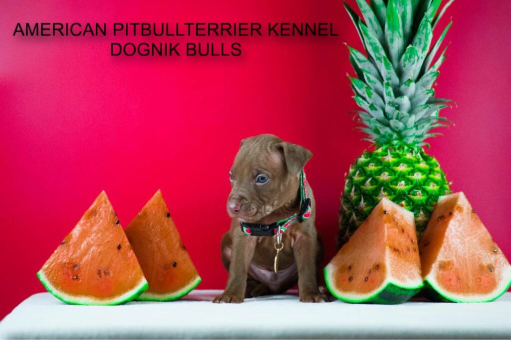Chocolate american pitbull terrier