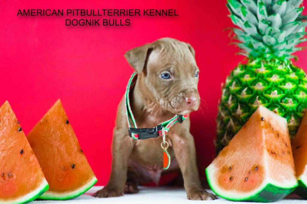 Chocolate american pitbull terrier