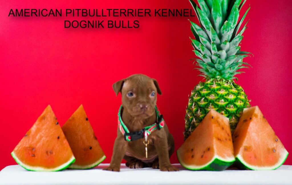 Pitbull terrier kennels near me
